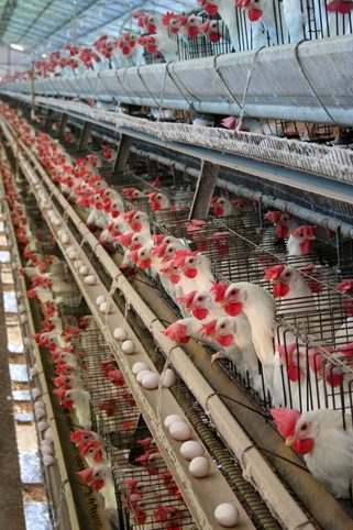 Poultry Medicine franchise company Poultry Medicine franchise company