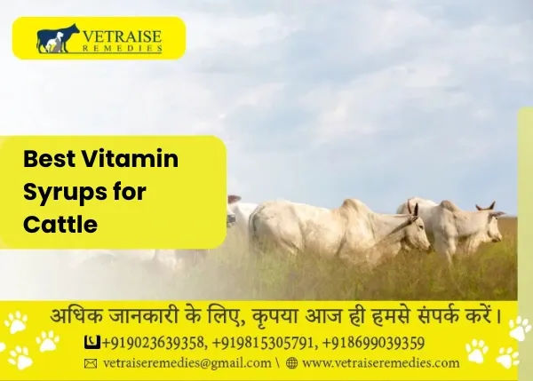 Best Vitamin Syrups for Cattle