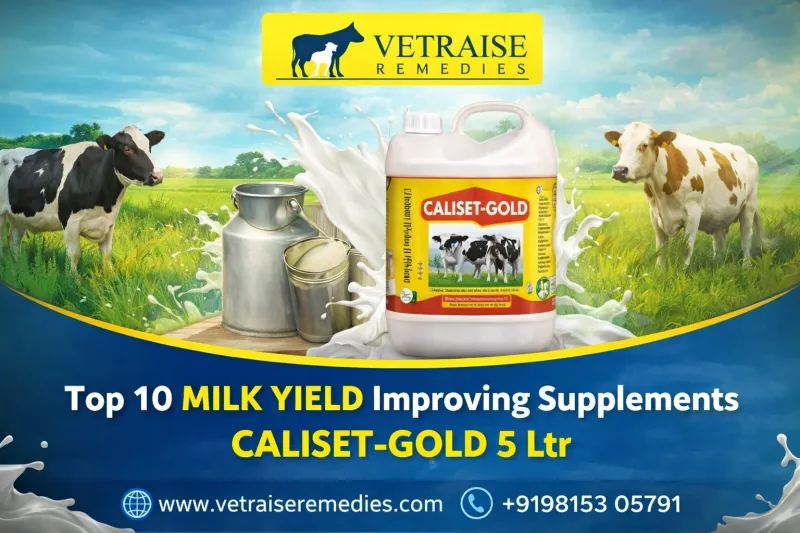 Top 10 MILK YIELD Improving Supplements CALISET-GOLD 5Ltr