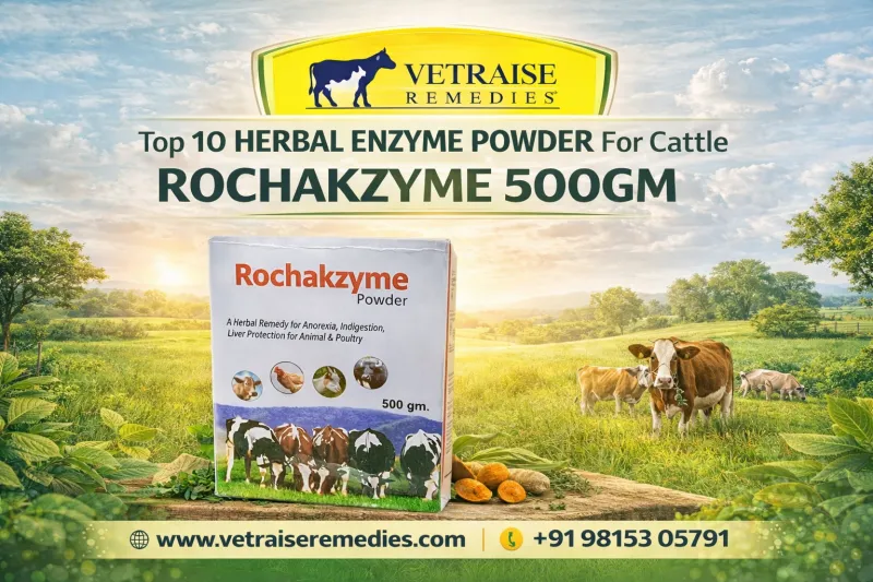 Top 10 HERBAL ENZYME POWDER For Cattle ROCHAKZYME 500GM