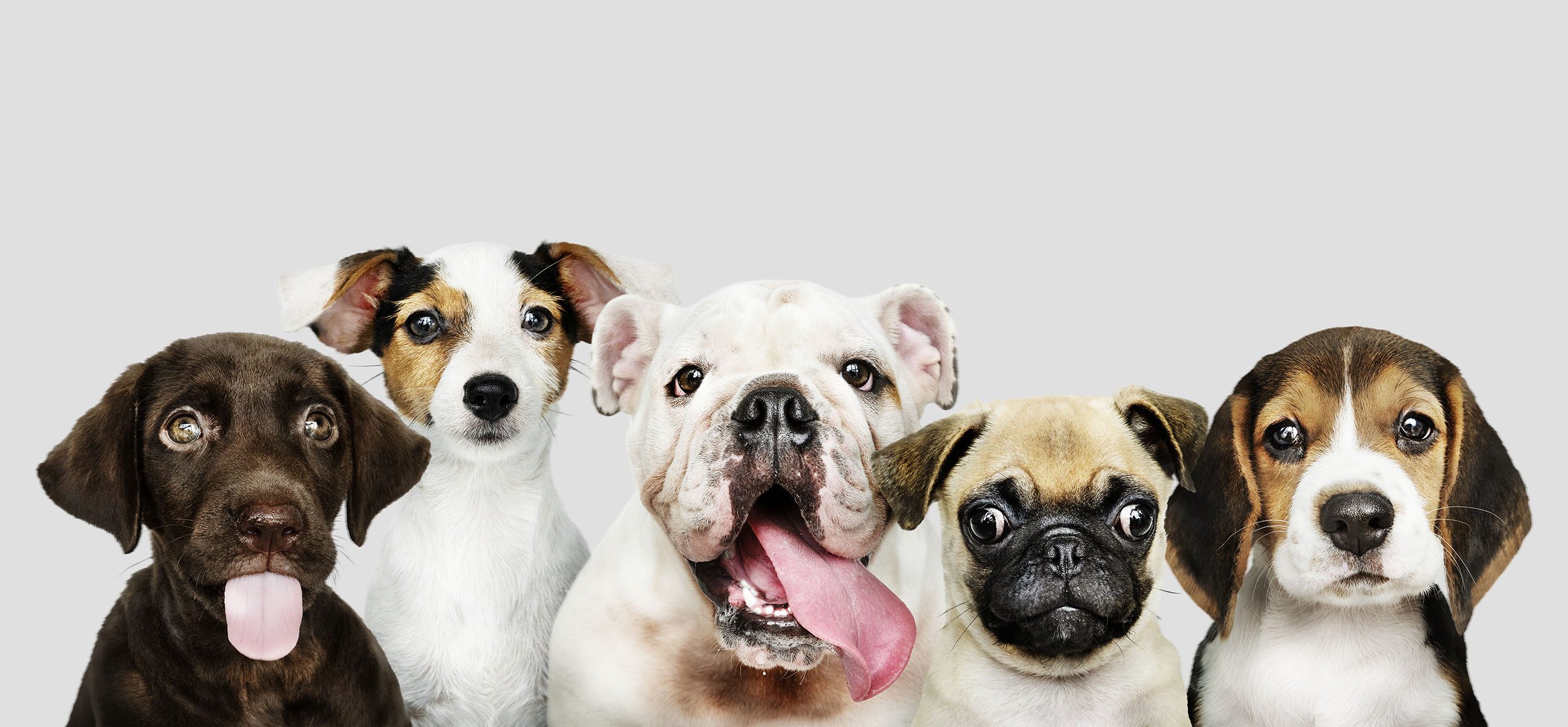 Vet pharma franchise in India