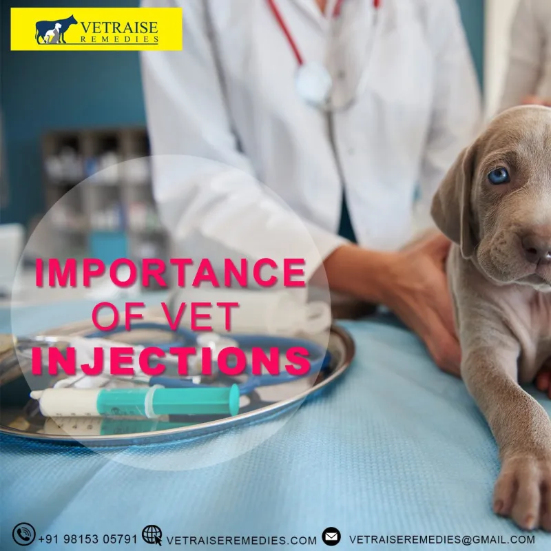 Importance of Vet Injections