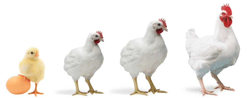 Poultry Medicine Business Poultry Medicine Business
