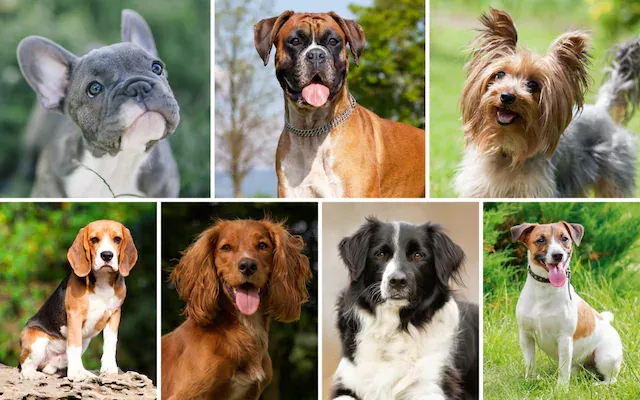 Veterinary Medicine PCD Pharma Franchise Veterinary Medicine PCD Pharma Franchise