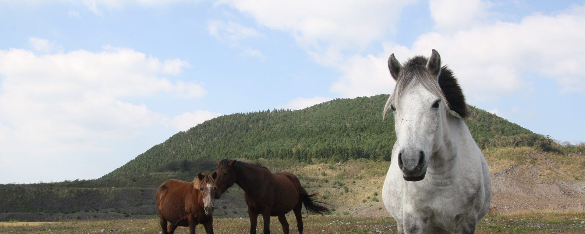 Veterinary injection manufacturers in India Veterinary injection manufacturers in India