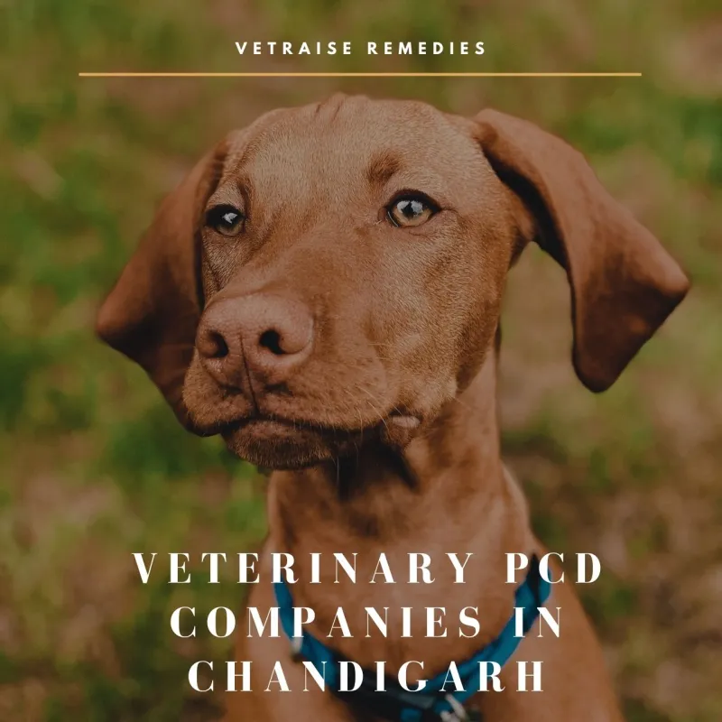Veterinary PCD Companies in Chandigarh