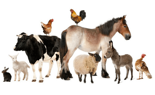 PCD Franchise Company for Veterinary Products in India PCD Franchise Company for Veterinary Products in India
