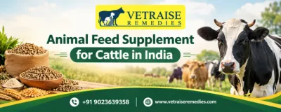Animal Feed Supplement for Cattle in India